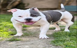 American Bully cani in vendita: Dolcissimi American Bully  - Immagine 10