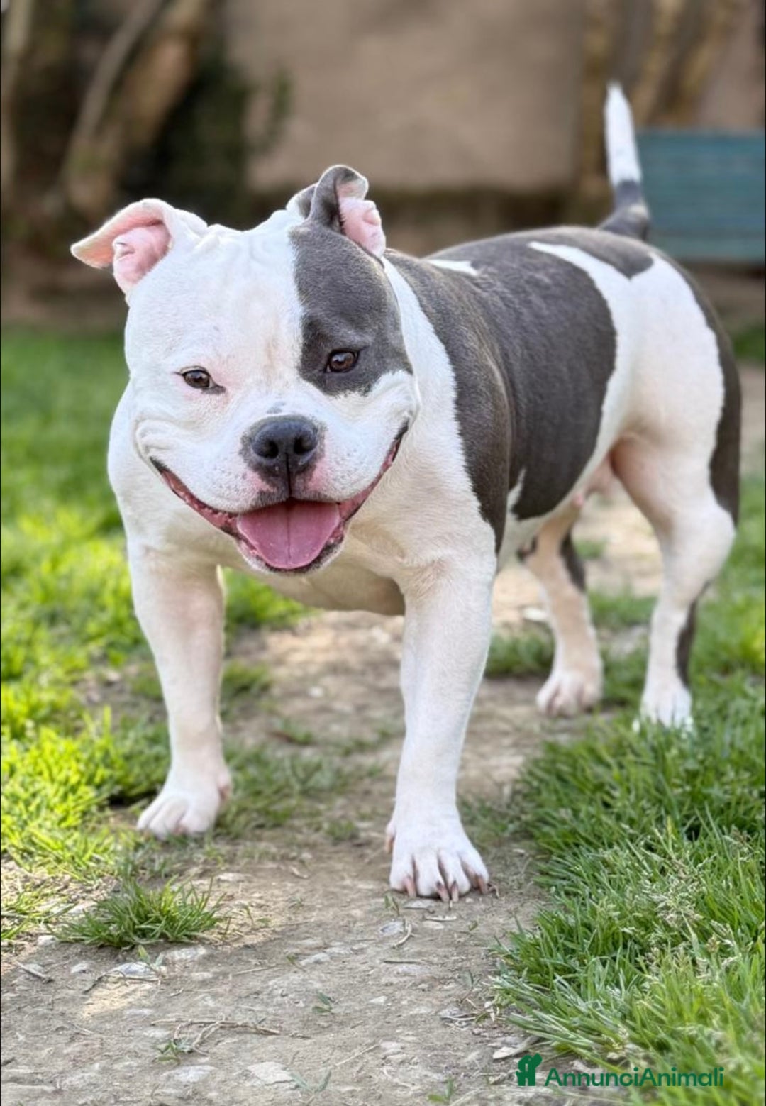 American Bully cani in vendita: Dolcissimi American Bully  - Immagine 10
