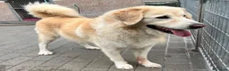 Meticcio cani in regalo: SALOMOME CERCA CASA - Annuncio 1
