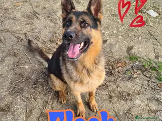 Pastore Tedesco cani in regalo: FLASH nato nel 2023 - Annuncio 2