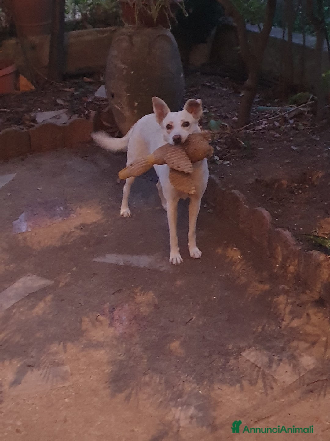 Meticcio cani in regalo: ALICE  a Città Metropolitana di Torino - Immagine 5