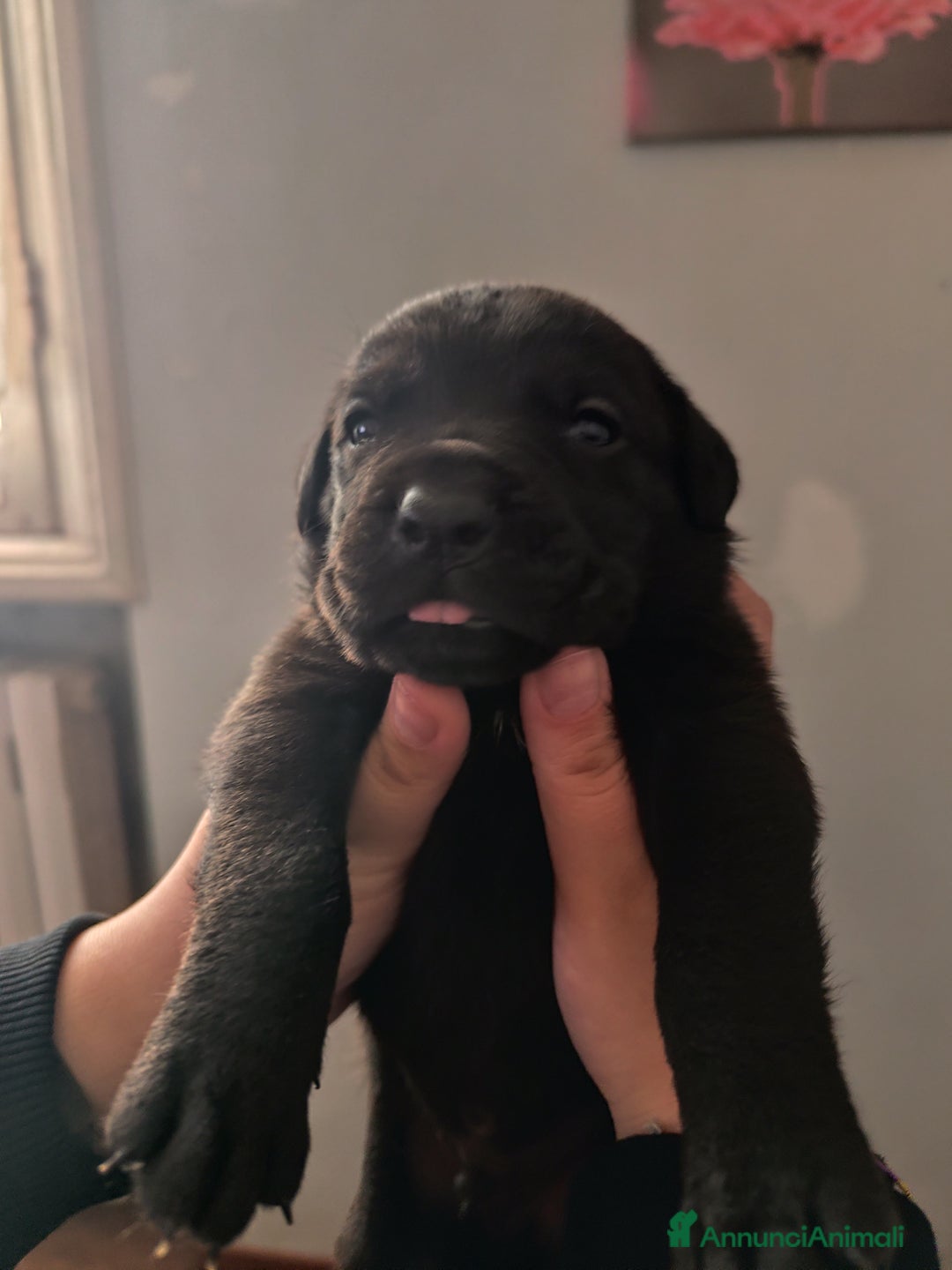 Cane Corso cani in vendita: Cuccioli di cane corso  - Annuncio 9