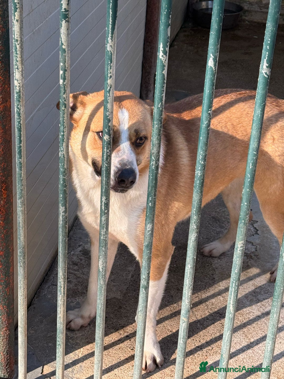 Meticcio cani in regalo: Splendida meticcia - MILLIE a Città metropolitana di Milano - Annuncio 4