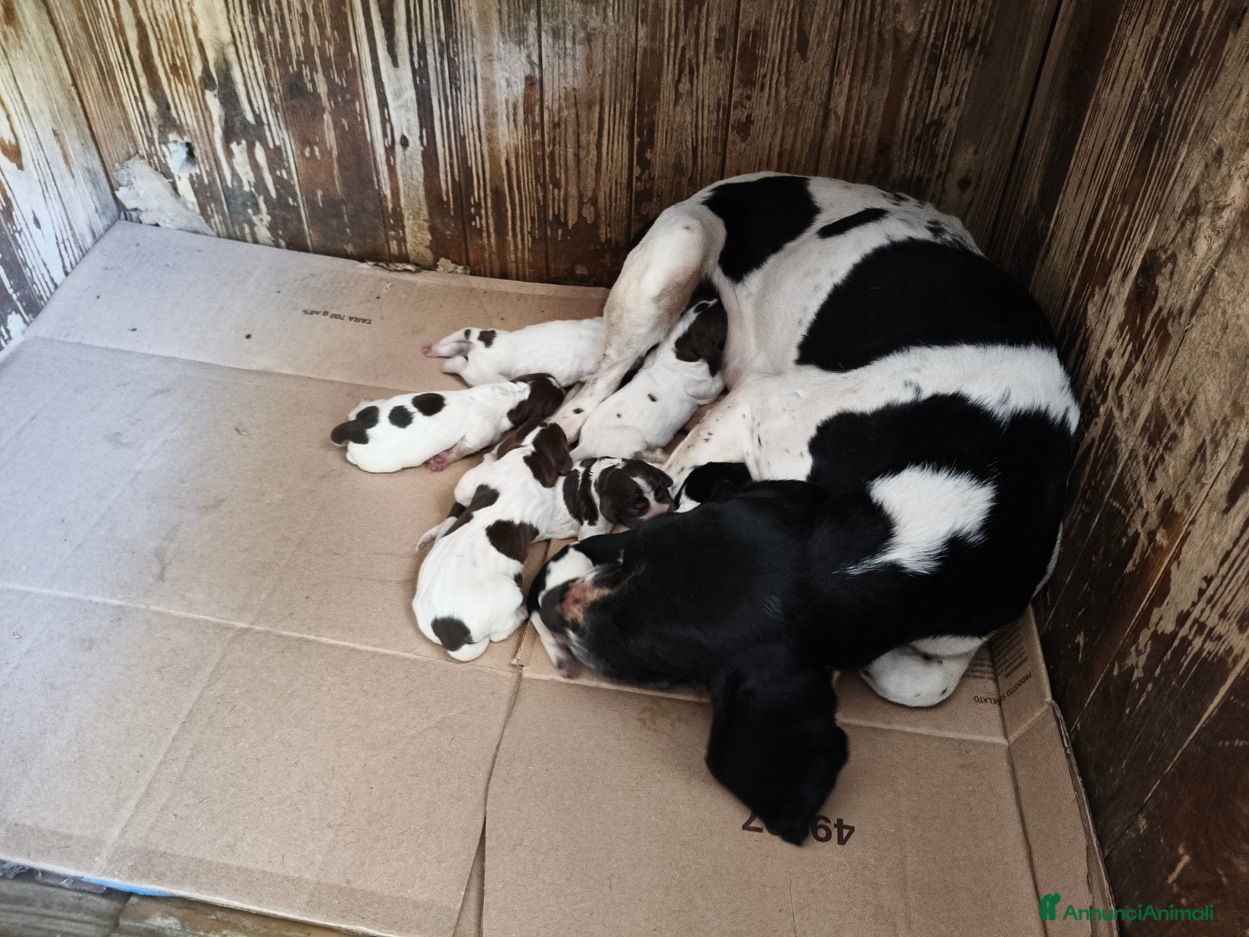 Meticcio cani in vendita: Cuccioli di 3 mesi di bracco pointer - Annuncio 1