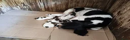 Meticcio cani in vendita: Cuccioli di 3 mesi di bracco pointer - Annuncio 1