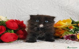 Scottish gatti in vendita: Scottish fold Occhi Azzurri  a Città Metropolitana di Genova - Immagine 1