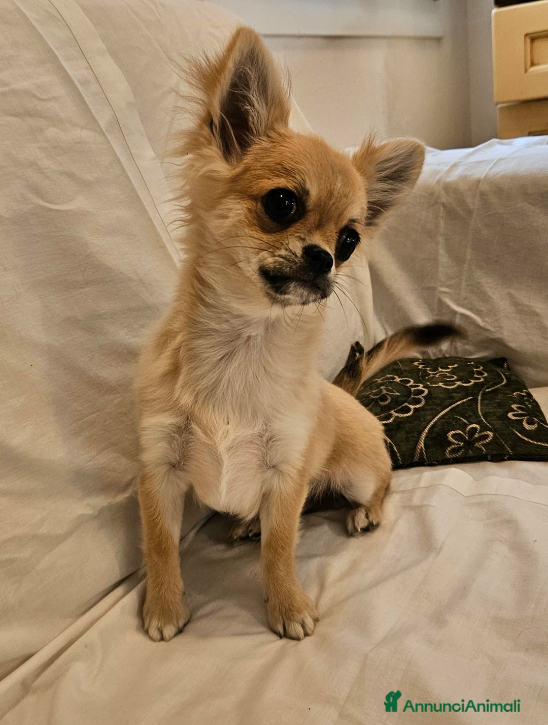 Chihuahua cani in vendita: Chihuahua maschio a pelo lungo con Pedegree  - Annuncio 6