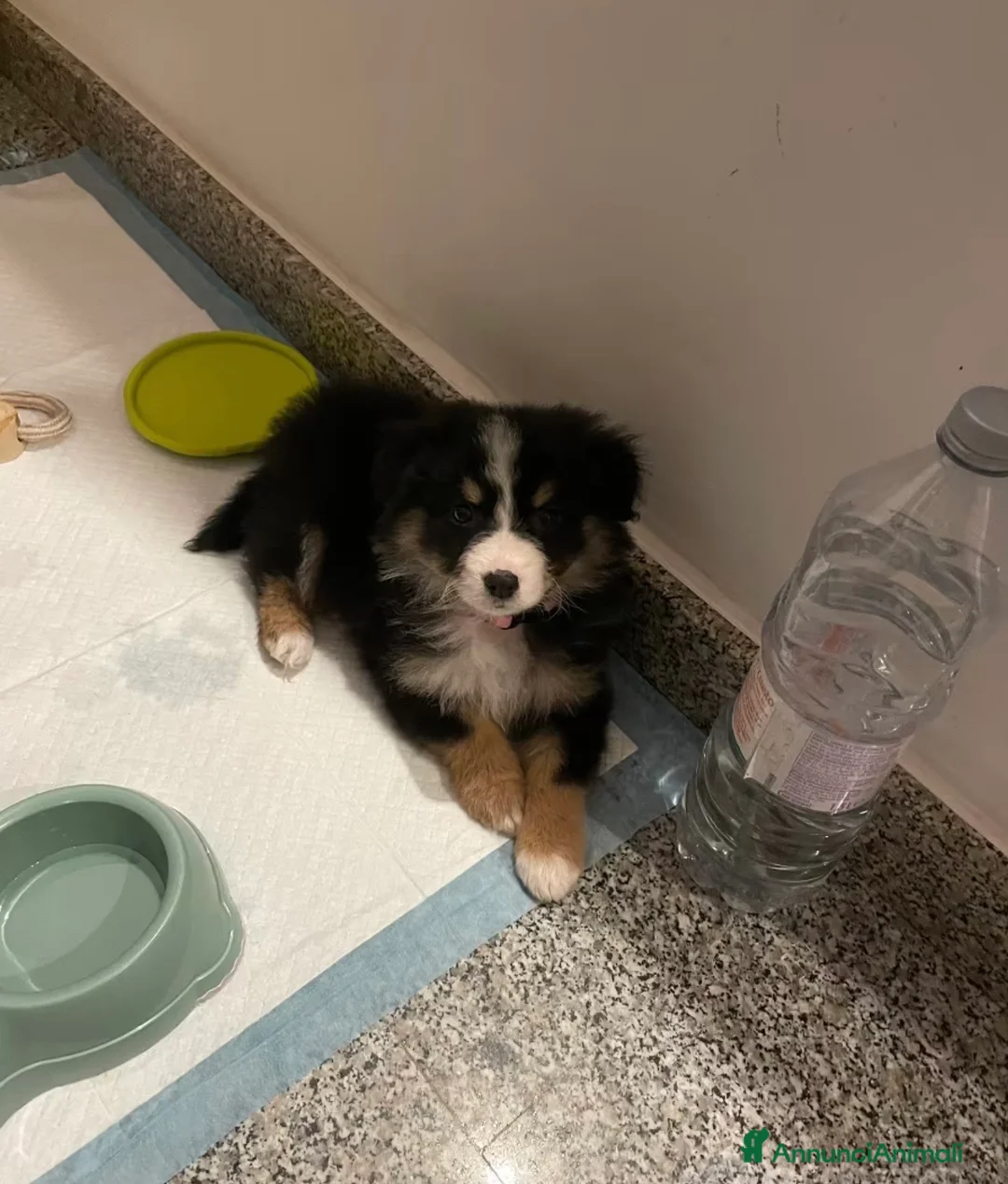 Border Collie cani in vendita: Cucciola border collie - Annuncio 3