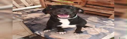 Meticcio cani in regalo: BENNY 💙 e se stessi aspettando proprio lui? a Provincia autonoma di Trento - Annuncio 3