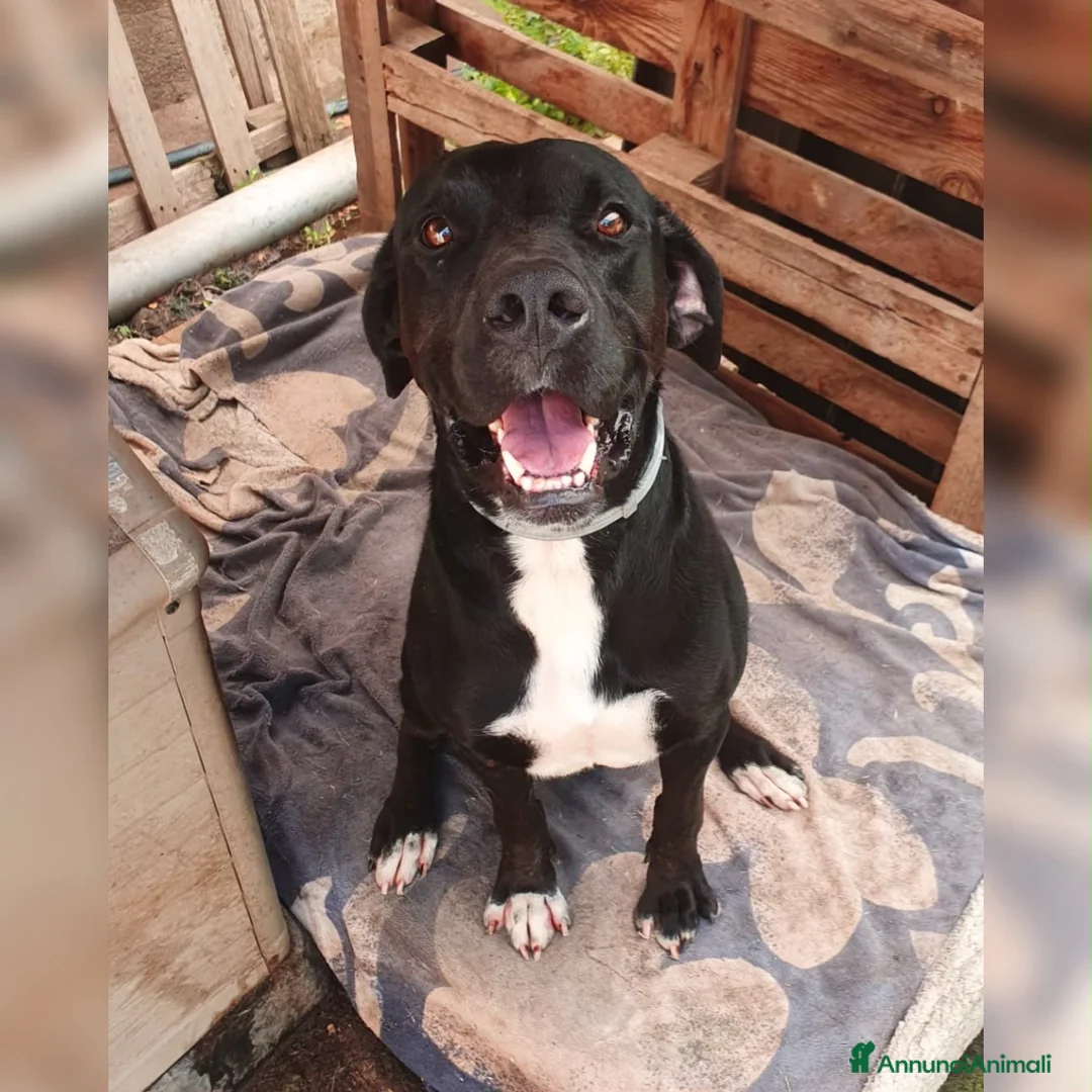 Meticcio cani in regalo: BENNY 💙 e se stessi aspettando proprio lui? a Provincia autonoma di Trento - Annuncio 3