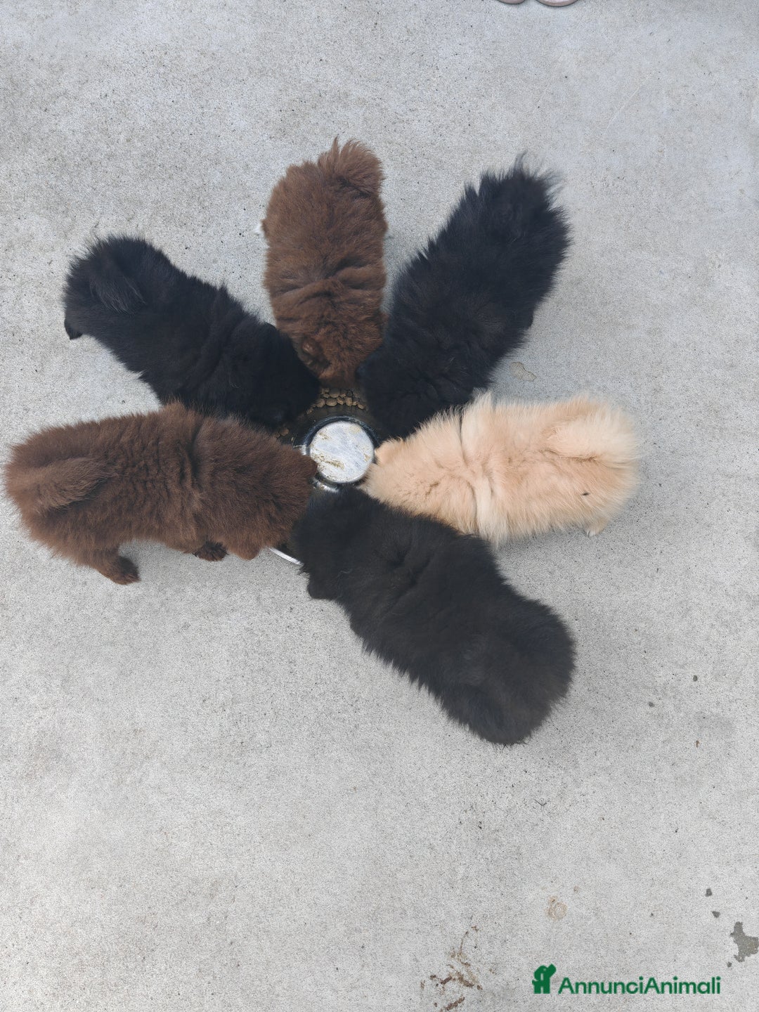 Spitz cani in vendita: Cuccioli Spitz tedesco piccolo ( kleispitz)  a Provincia di Cremona - Immagine 5