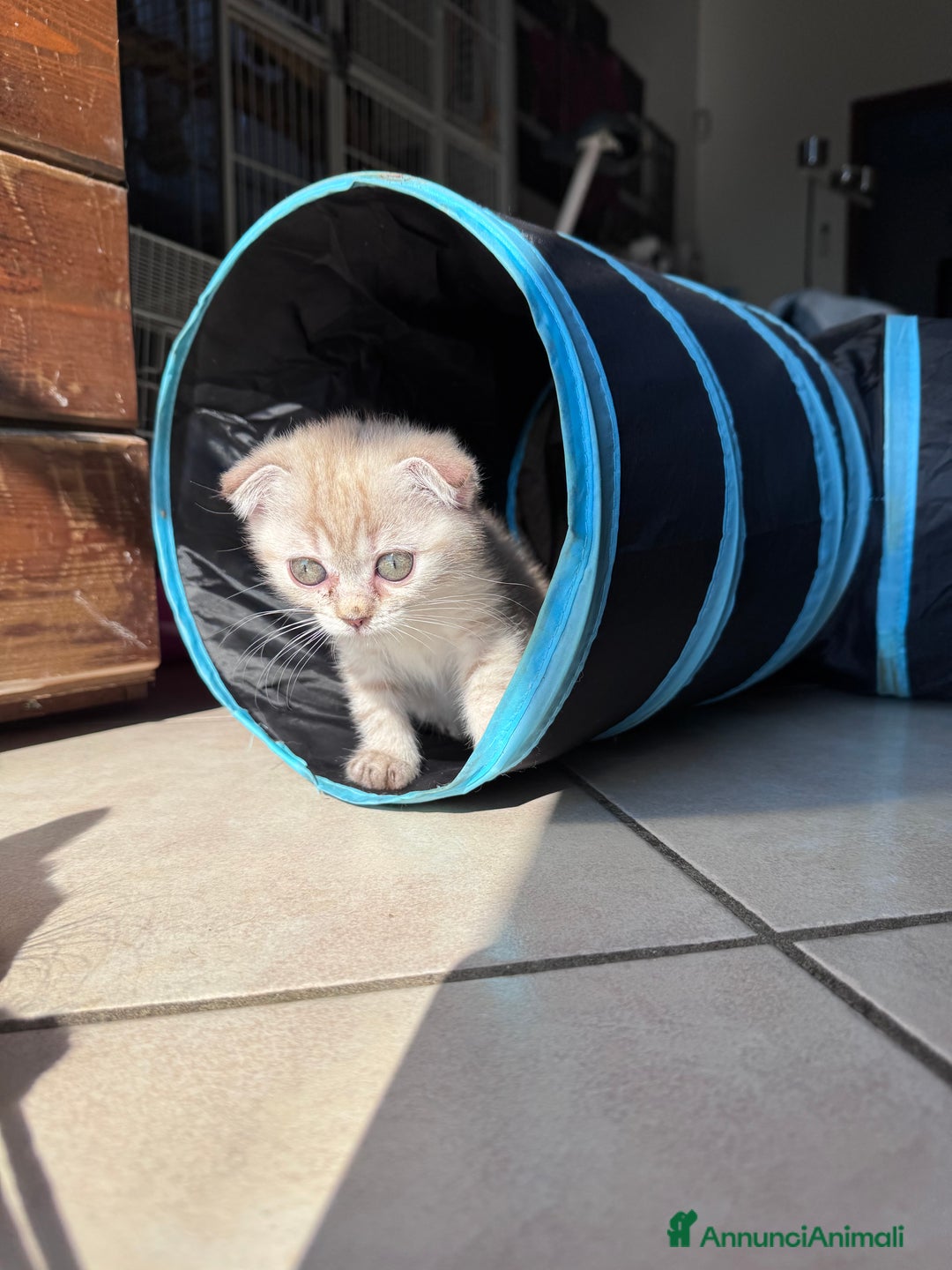 Munchkin gatti in vendita: Mini gatti Munchkin - Annuncio 8