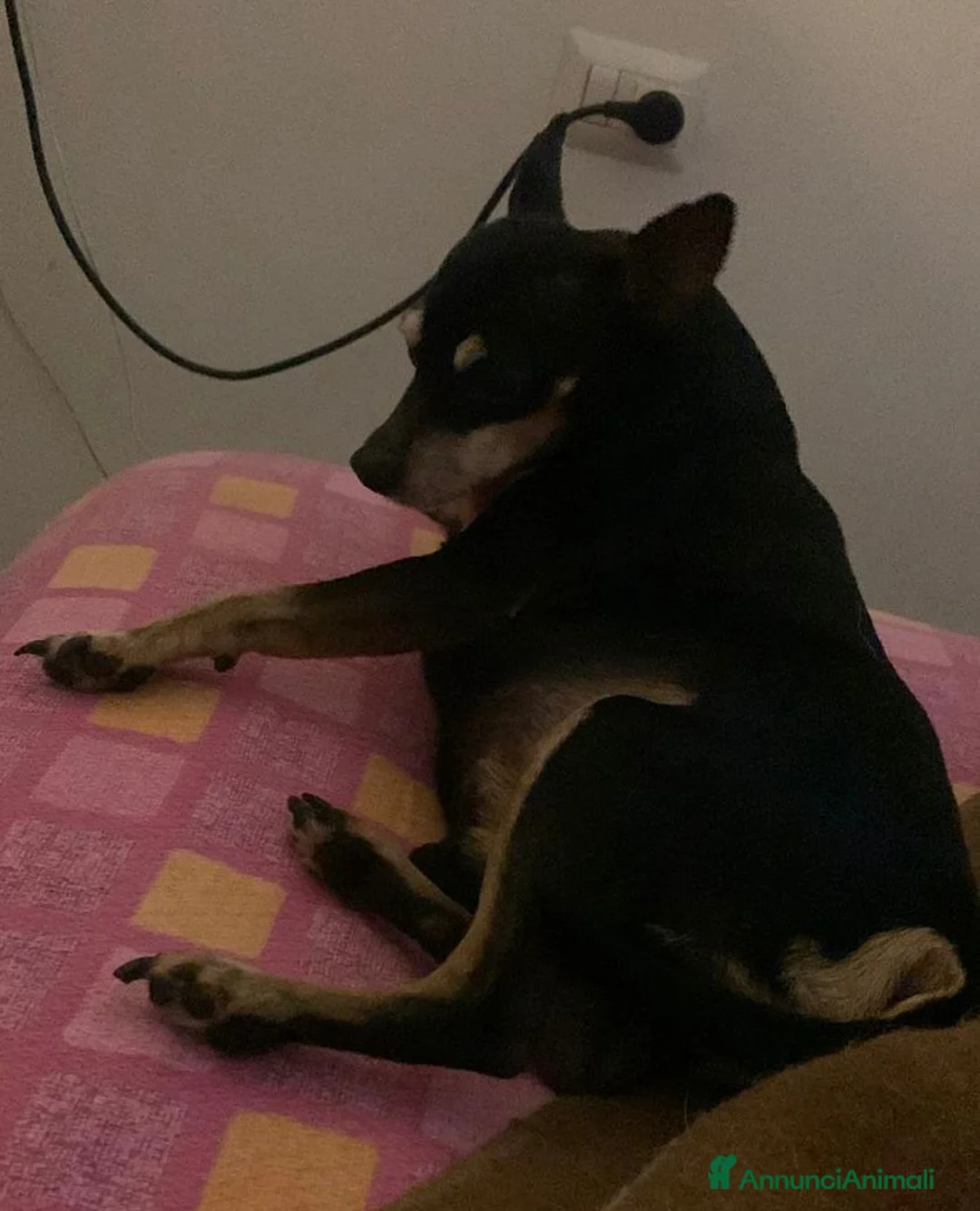 Pinscher Tedesco cani in regalo: Regalo Pincher Maschio - Annuncio 4