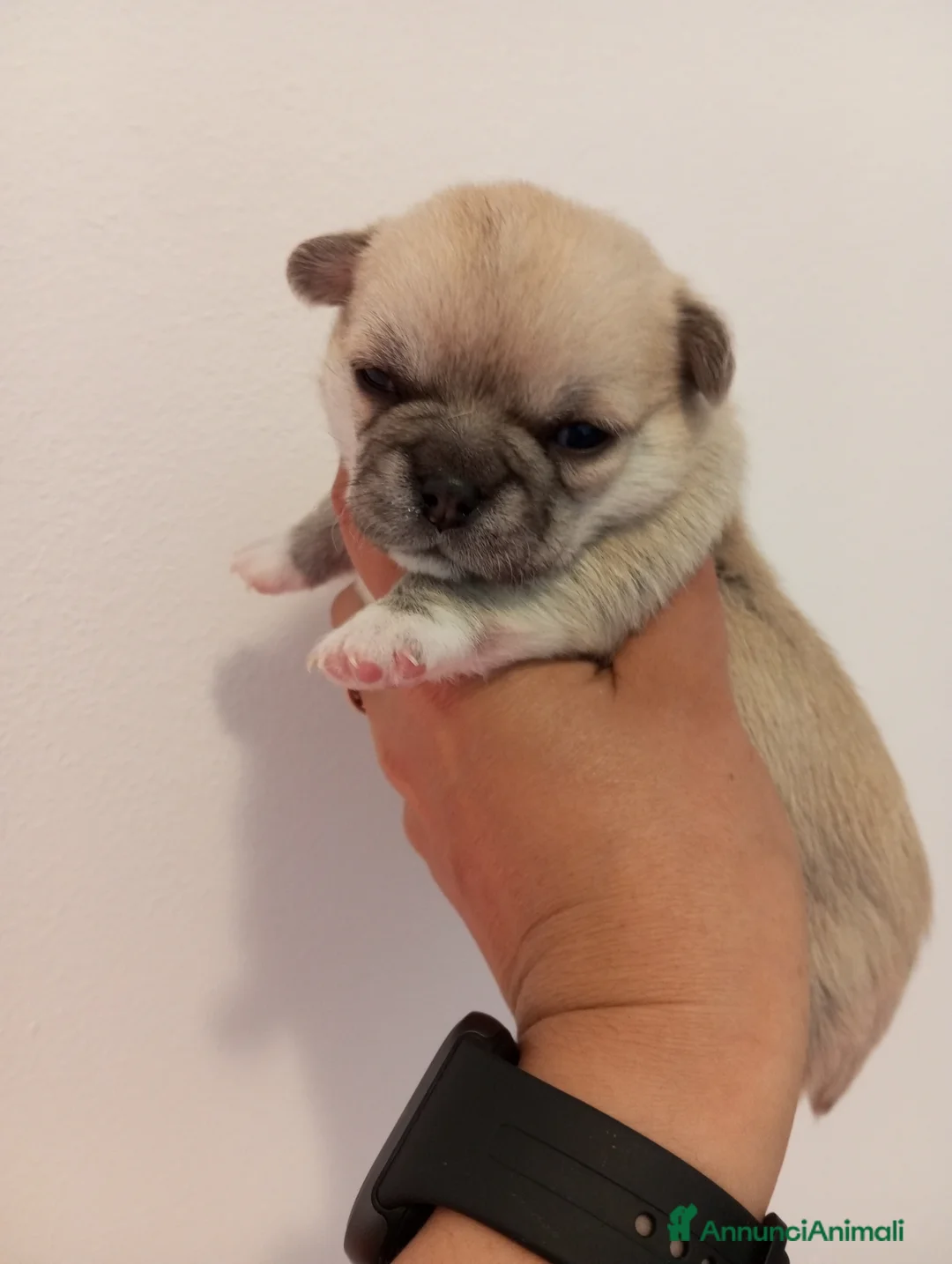 Chihuahua cani in vendita: Chihuahua femmine con pedigree  - Annuncio 2