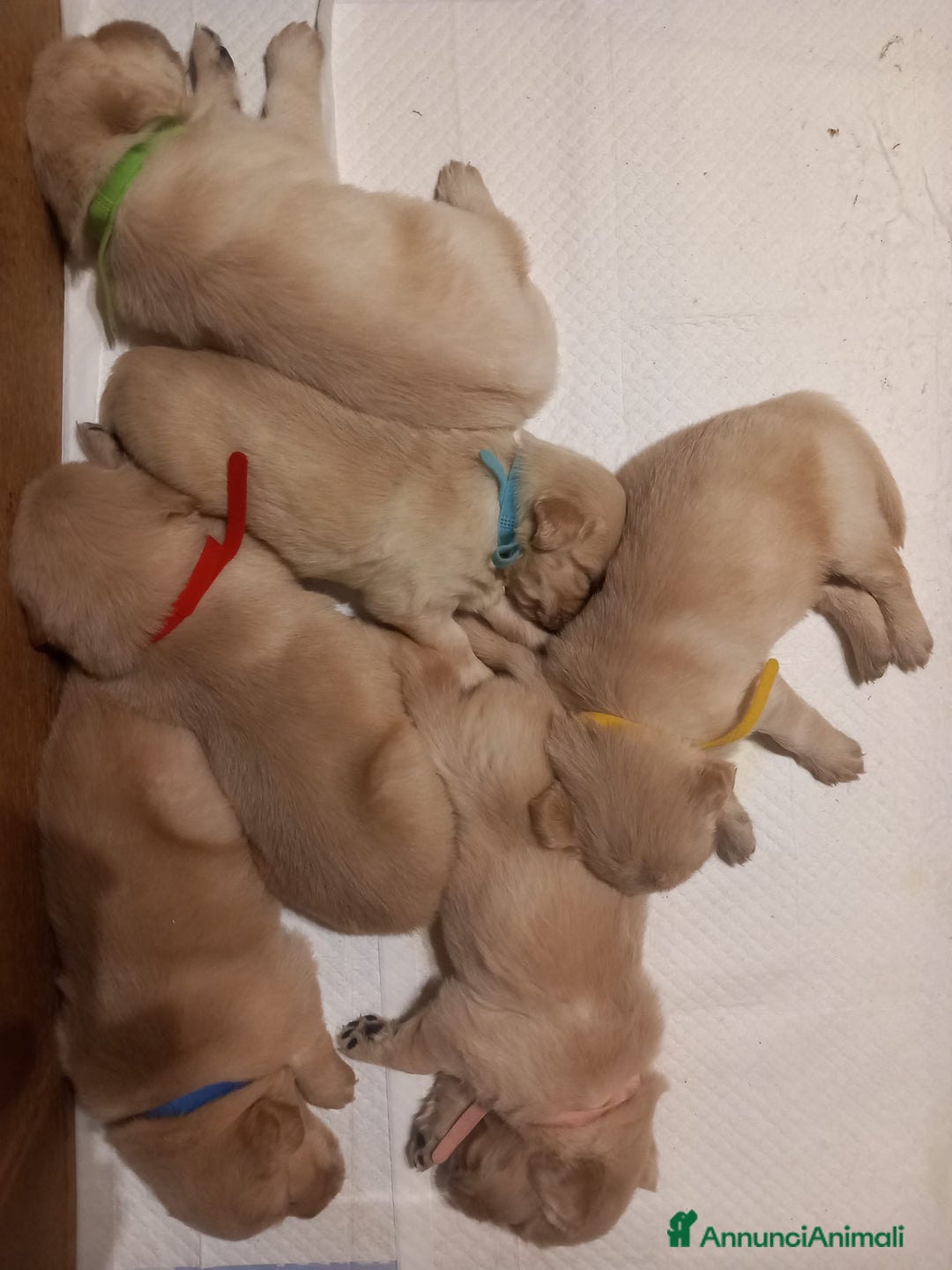 Golden Retriever cani in vendita: Cucciolo di Golden retriver anglo americani  - Annuncio 2