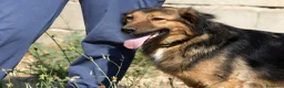 Meticcio cani in regalo: Enza dolcissima mix border collie in adozione  - Annuncio 5