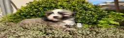Maltipoo cani in vendita: Lhasa Apso Maltipoo Barboncino Tre Quarti di Luna - Annuncio 2