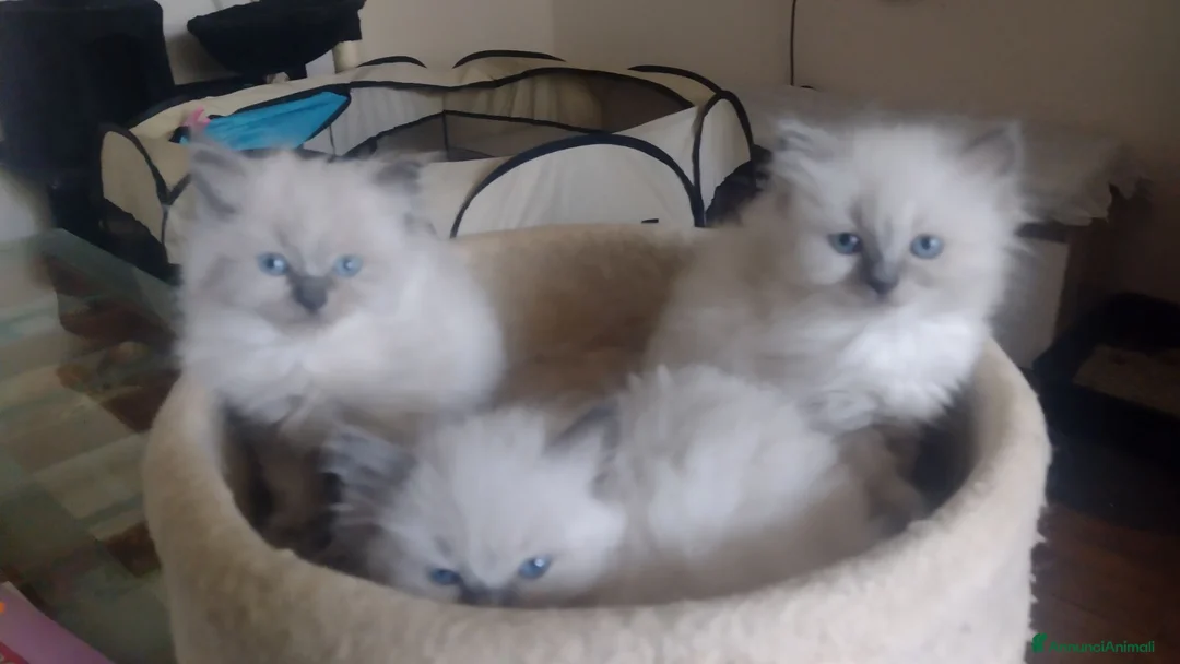 Ragdoll gatti in vendita: Ragdoll gattini - Annuncio 2