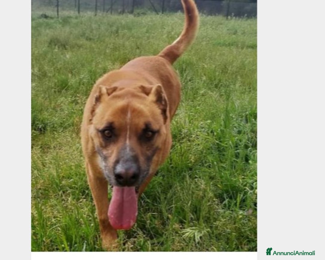 Meticcio cani in regalo: Flick, sostanza e dolcezza  a Roma - Annuncio 10