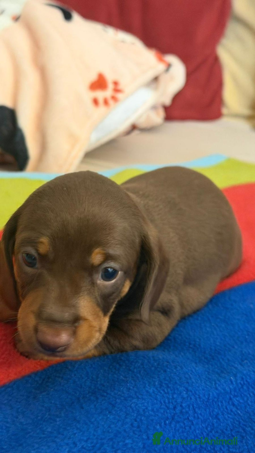 Bassotto cani in vendita: bassotto tedesco - Annuncio 2