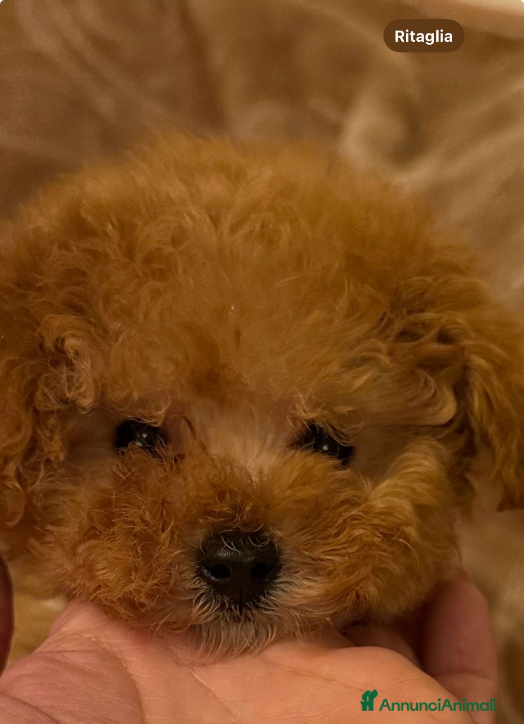 Barboncino Toy cani in vendita: Barboncina piccola toy  - Annuncio 3