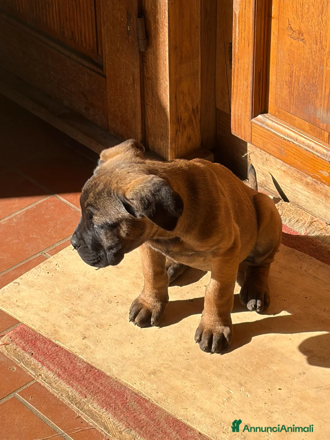 Cane Corso cani in vendita: Cuccioli di Cane Corso - Annuncio 7