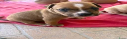 Pitbull cani in vendita: Vendesi cuccioli American Pitbull Terrier  a Città metropolitana di Palermo - Annuncio 14