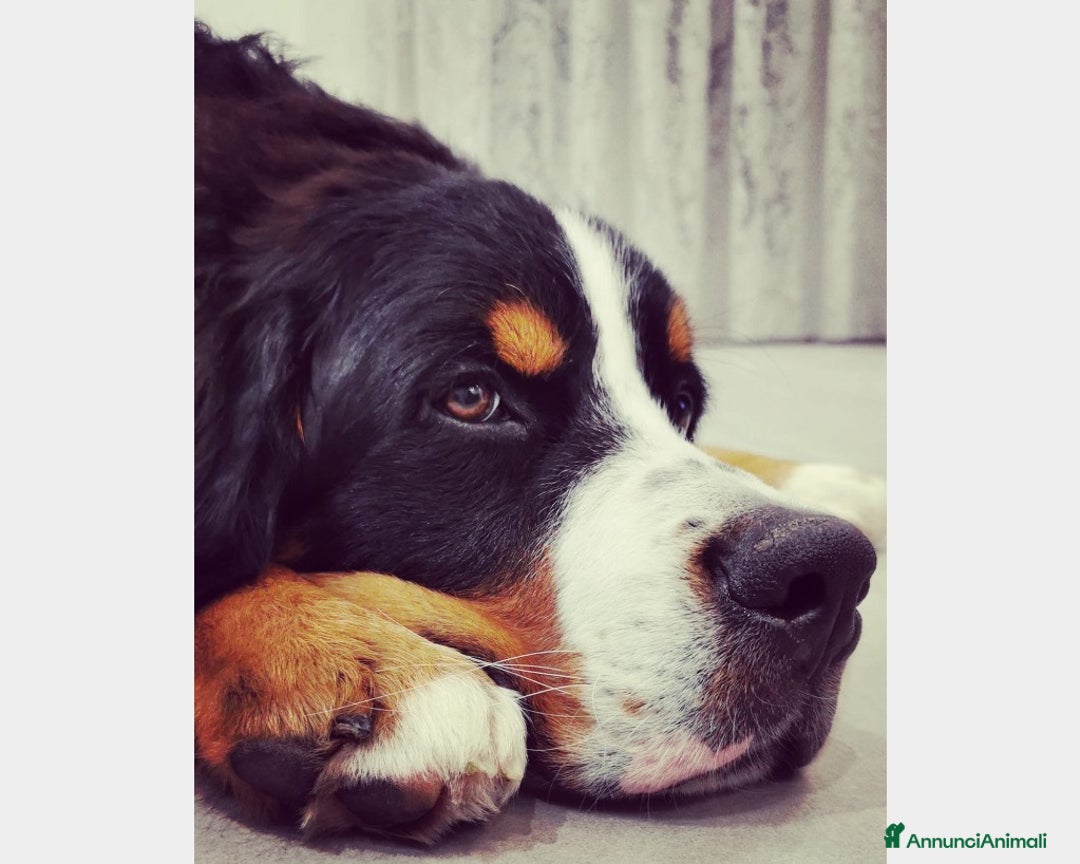Bovaro del Bernese cani per accoppiamento: BOVARO DEL BERNESE CERCA FIDANZATA a Città Metropolitana di Torino - Immagine 2