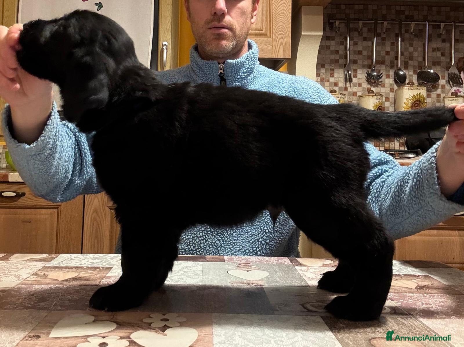 Flat Coated cani Cuccioli Flat Coated Retriever - Annuncio 2