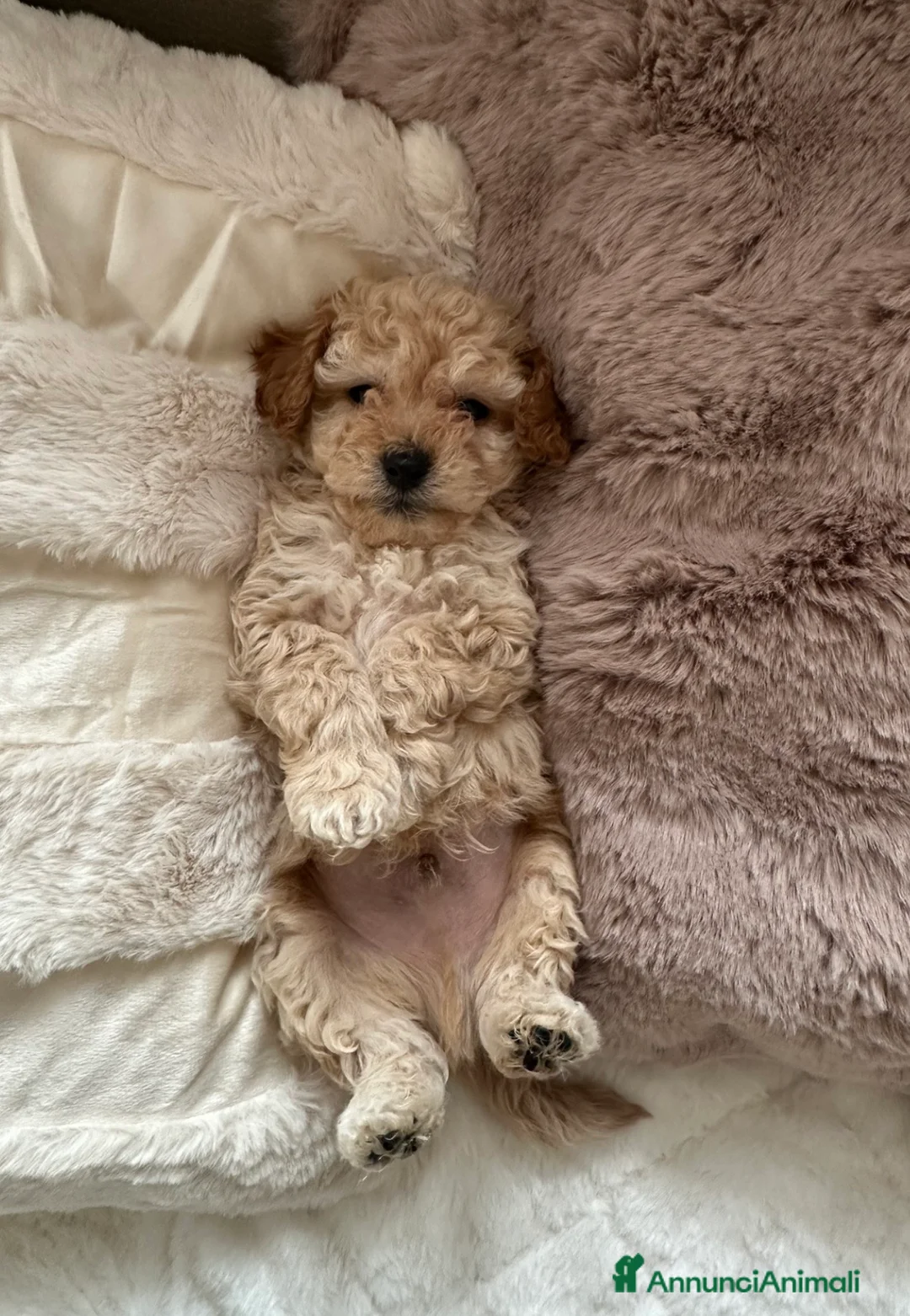 Barboncino cani in vendita: Barboncino nano❤️ - Annuncio 2