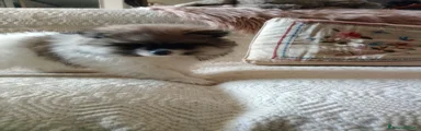 Spitz Cucciolo 3