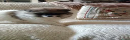 Spitz cani in vendita: Cuccioli volpino spitz  a Provincia di Como - Annuncio 4