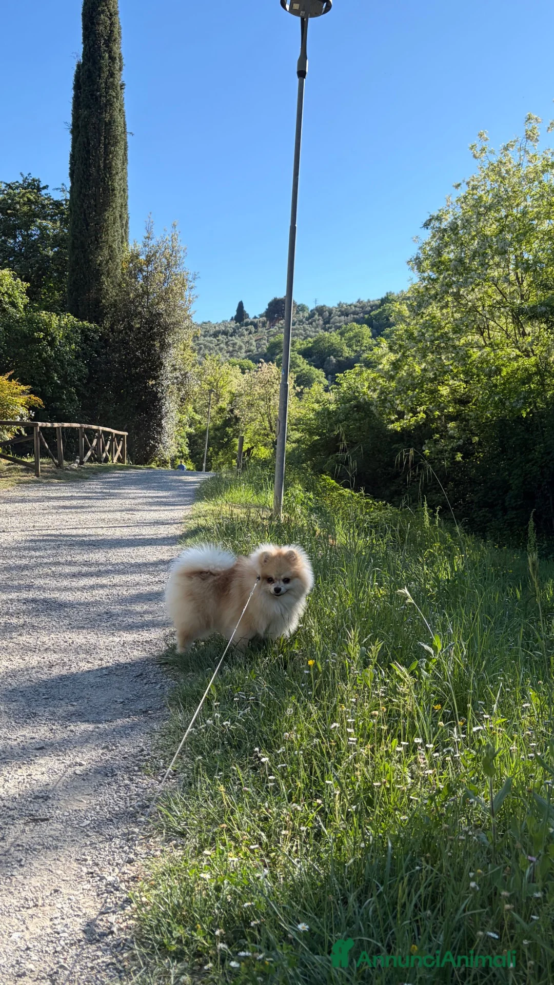 Spitz cani per accoppiamento: Maschio disponibile per accoppiamento  - Annuncio 2