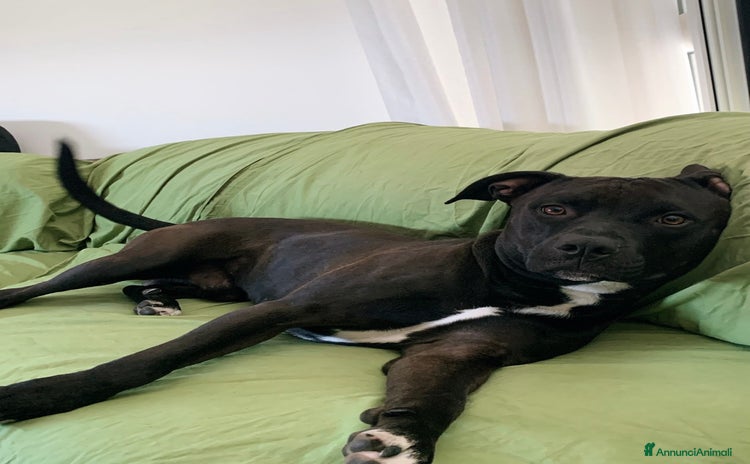 Pitbull cani - Annuncio 4