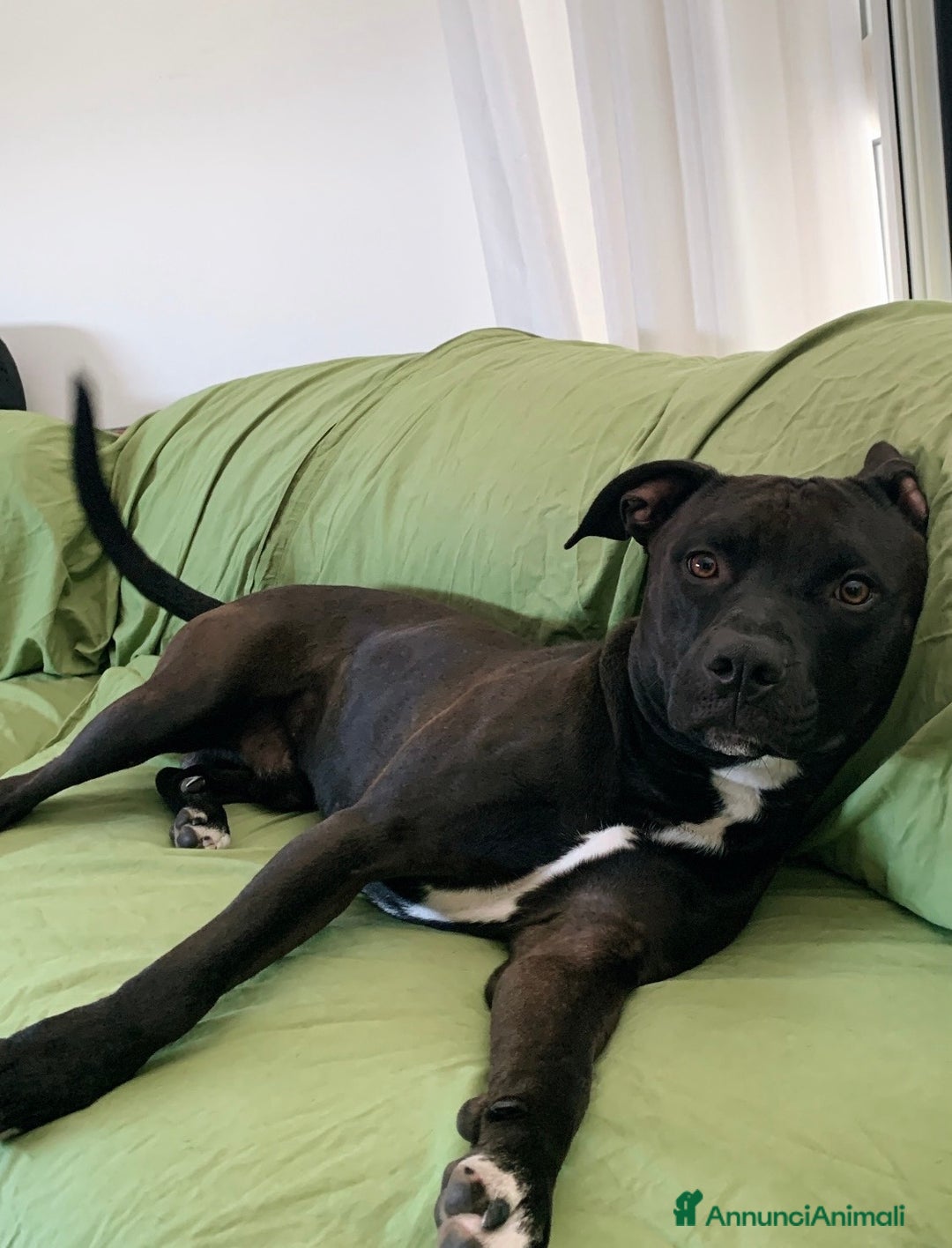 Pitbull cani in regalo: Chester Pitbull 2 anni maschio - Annuncio 1