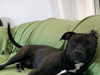 Pitbull cani Chester Pitbull 2 anni maschio - Annuncio 39