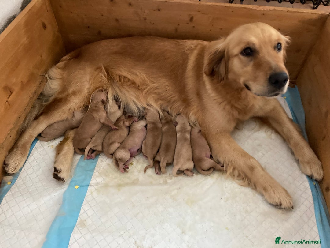 Golden Retriever cani in vendita: Cuccioli di golden retriever a Provincia di Vicenza - Immagine 5