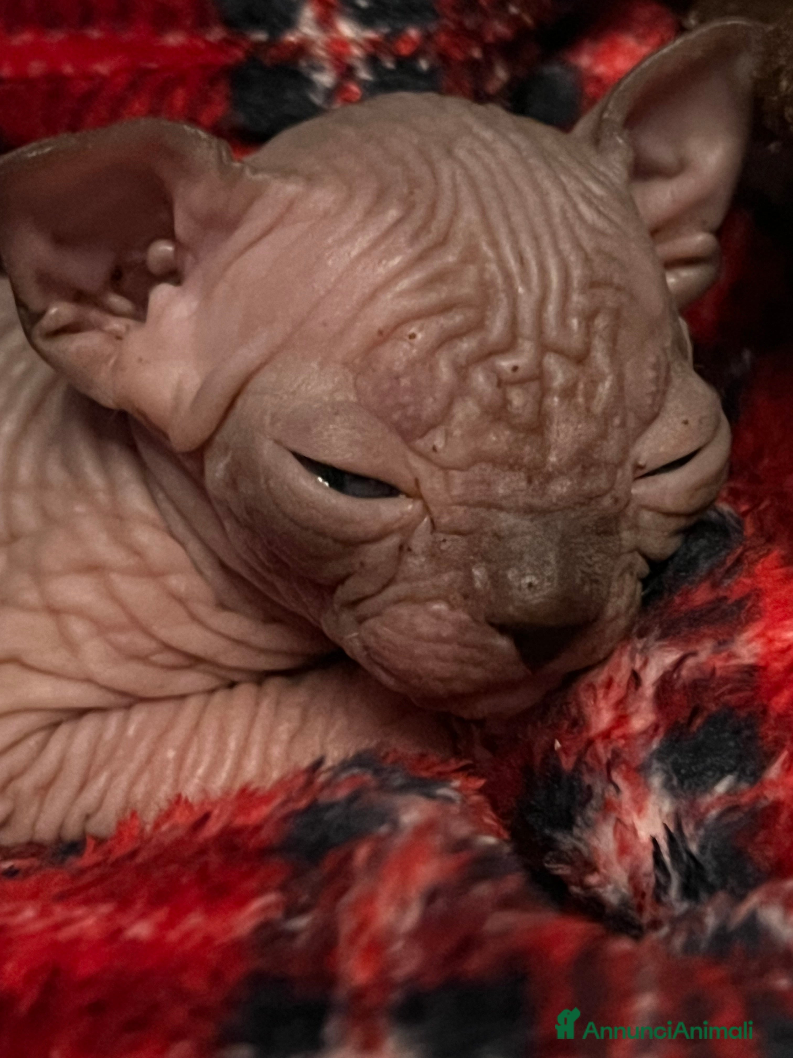 Sphynx gatti Sphynx  a Città metropolitana di Roma Capitale - Annuncio 2