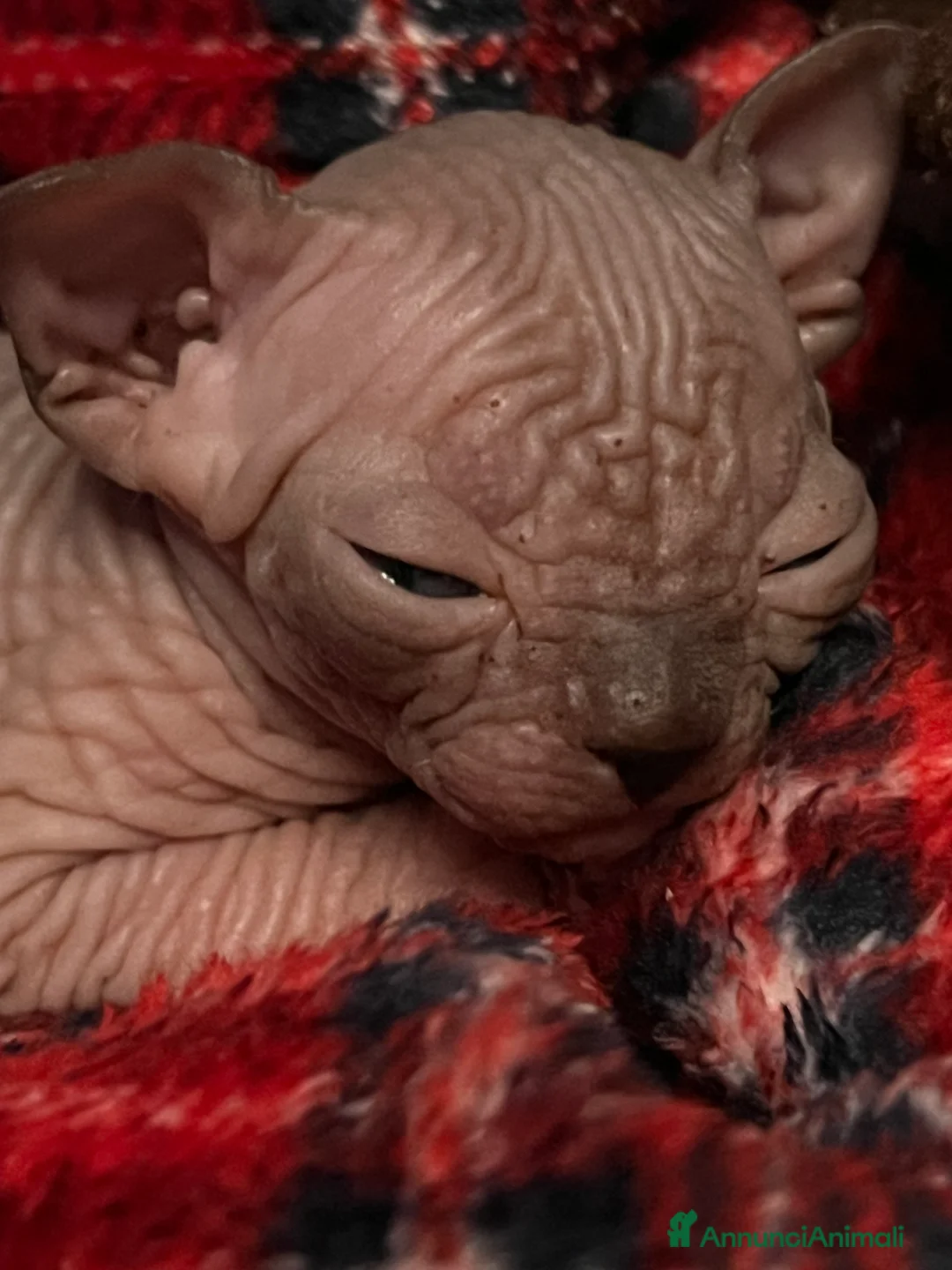 Sphynx gatti in vendita: Sphynx  a Città metropolitana di Roma Capitale - Annuncio 2