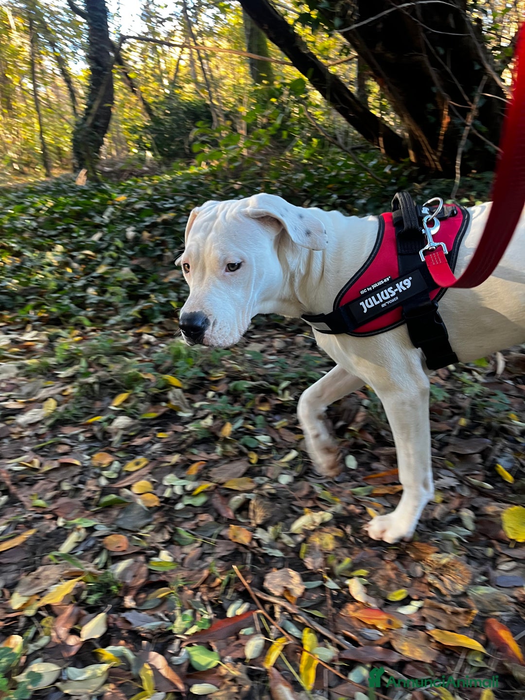 Dogo Argentino cani in regalo: Dogo argentino femmina 8 mesi - Annuncio 5