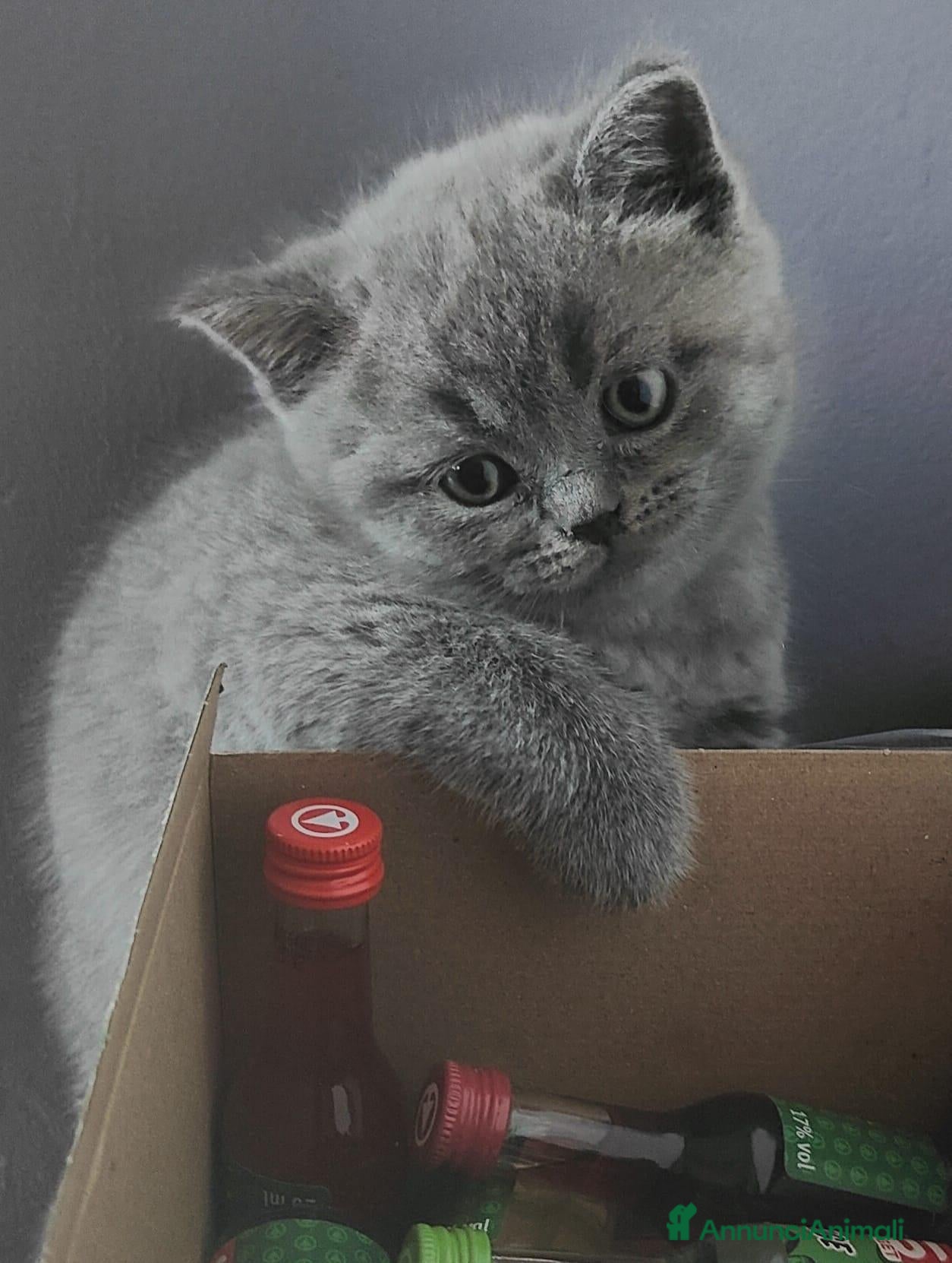 Scottish gatti Gattini Scottish Fold & Straight con Pedigree - Annuncio 2