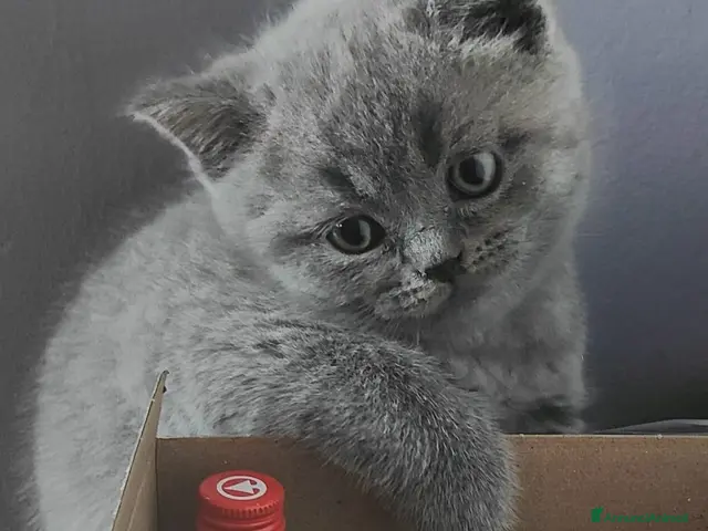 Scottish gatti Gattini Scottish Fold & Straight con Pedigree - Annuncio 2