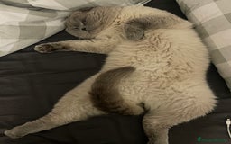 Scottish gatti per accoppiamento: Gatto Scottish fold  - Immagine 3