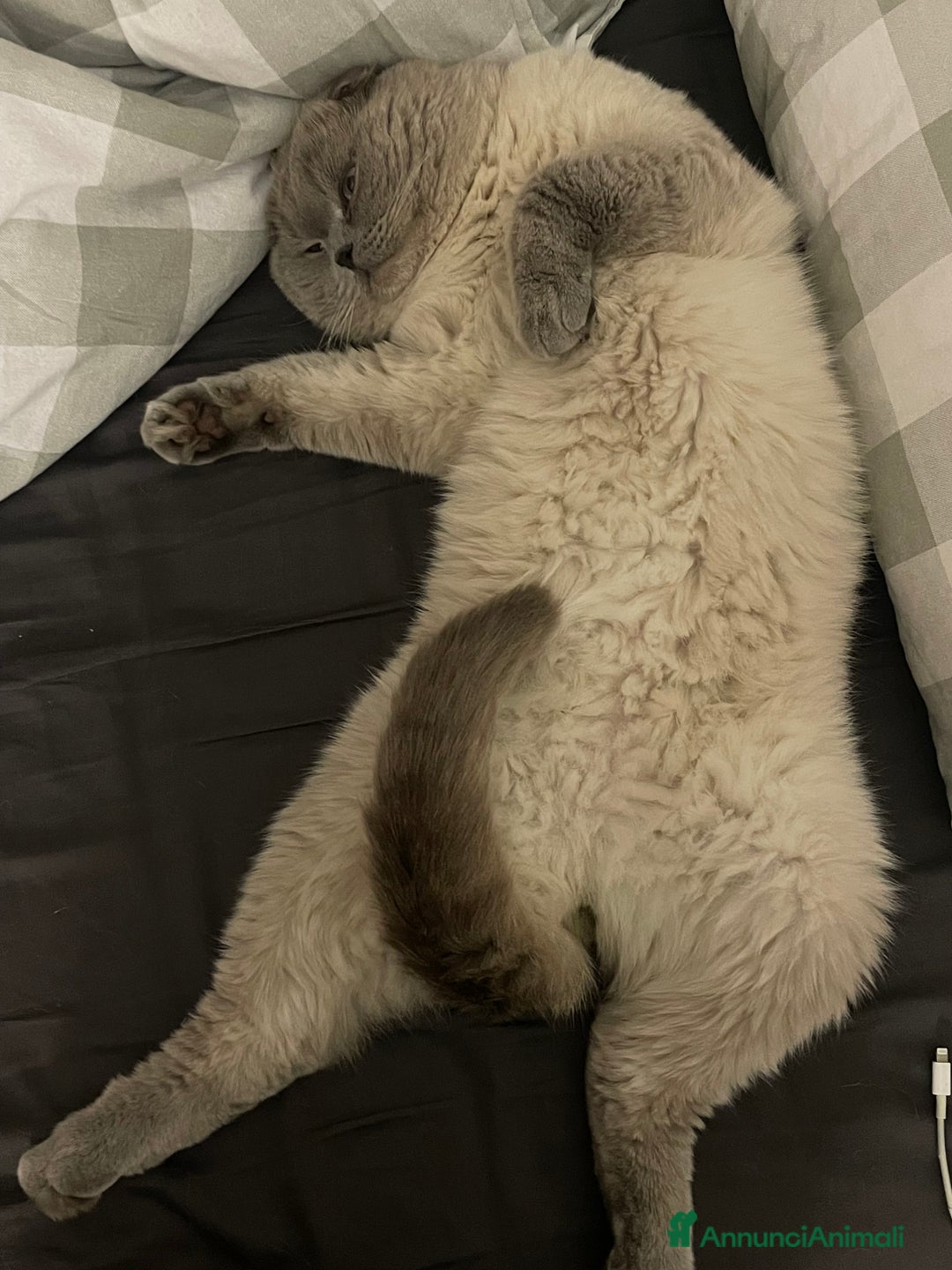 Scottish gatti per accoppiamento: Gatto Scottish fold  - Immagine 3