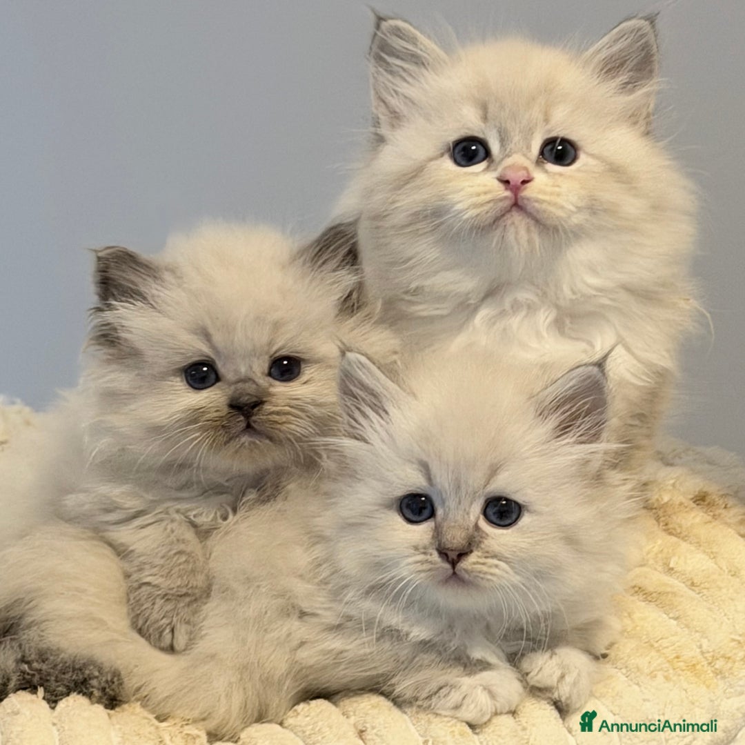 Siberiano gatti in vendita: Gatto siberiano  - Annuncio 5