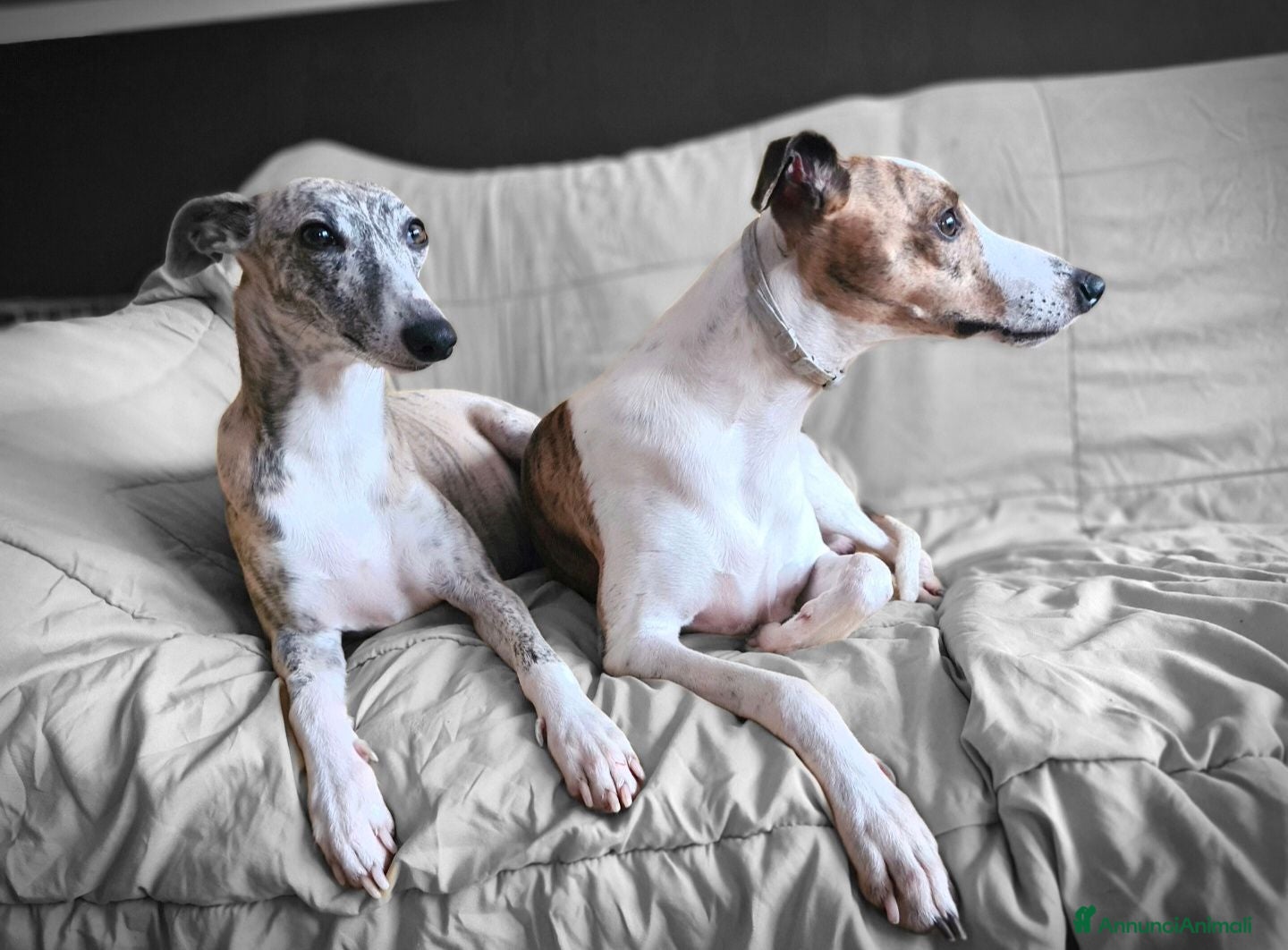 Whippet cani Whippet maschio in adozione - Annuncio 12