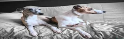 Whippet cani in regalo: Whippet maschio in adozione - Annuncio 1