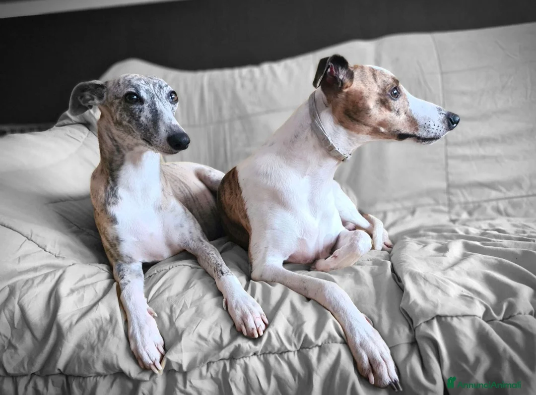 Whippet cani in regalo: Whippet maschio in adozione - Annuncio 1