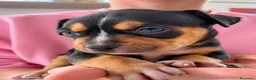 Pitbull cani in vendita: Pitbull cuccioli Tricolor - Annuncio 2