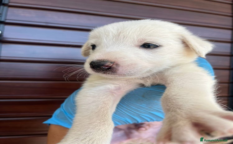 Pastore Maremmano cani a Città Metropolitana di Bologna - Annuncio 1